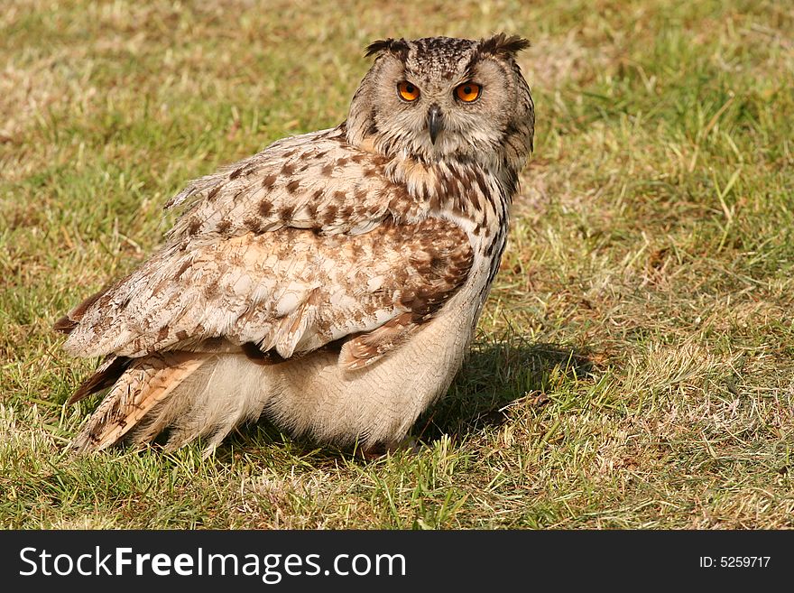 Big owl standing on the ground