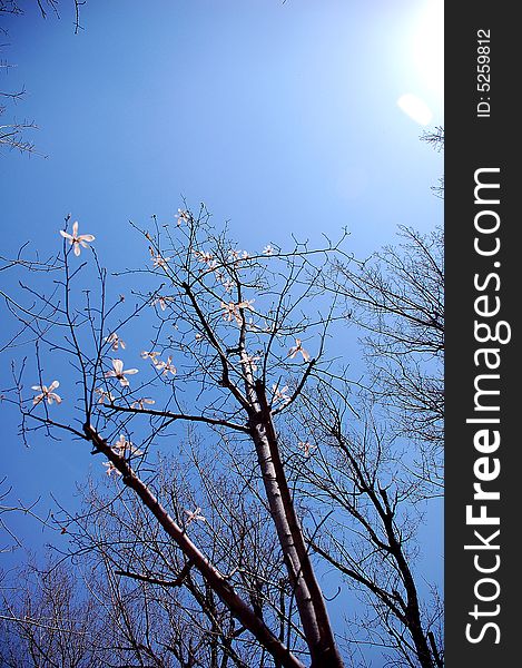 White Yulan flowers in the spring,the flowers on the blue sky background. White Yulan flowers in the spring,the flowers on the blue sky background.