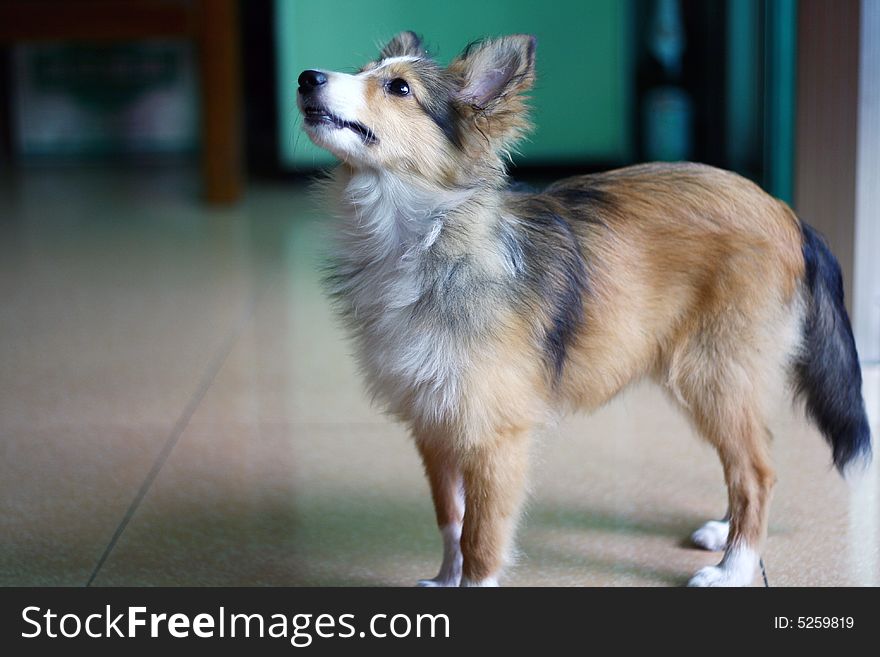 The cute Shetland Sheepdog baby. only 4 month.