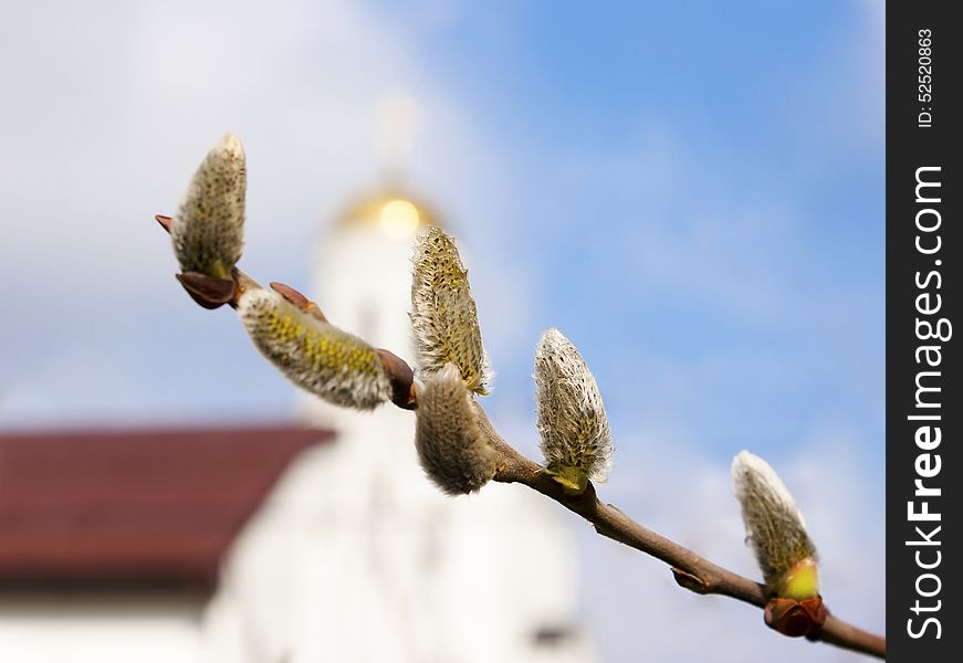 Willow branch with fiver burgeons and church against the blue sky closeup. Willow branch with fiver burgeons and church against the blue sky closeup