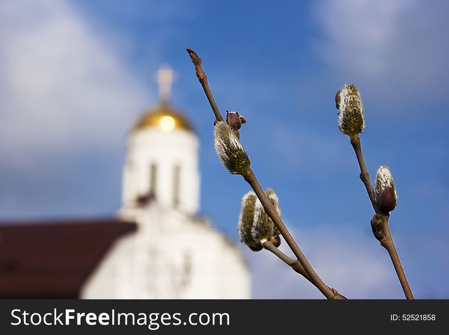 Two willow branches with four burgeons