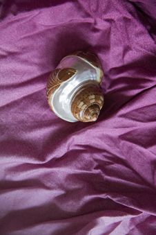 Sea Shell On Pink 2 Stock Image Sea Shell On Pink 2 Stock Image
