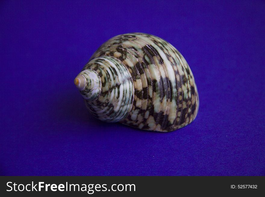 Peculiar sea shell on blue background. copy space for text. Peculiar sea shell on blue background. copy space for text