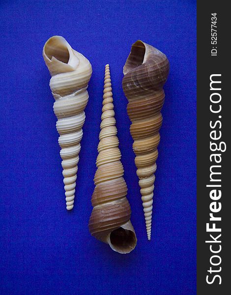 Peculiar sea shell on blue background. copy space for text. Peculiar sea shell on blue background. copy space for text