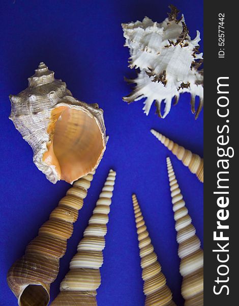 Peculiar sea shells on blue background. copy space for text. Peculiar sea shells on blue background. copy space for text