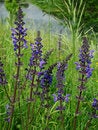 Dark blue flowers