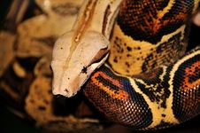 Red Tailed Boa Constrictor Royalty Free Stock Images