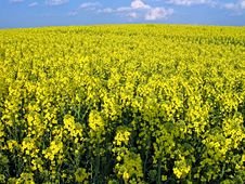 Blooming Rape Field Stock Image Blooming Rape Field Stock Image