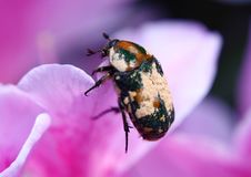 Flower And Beetle Royalty Free Stock Photography