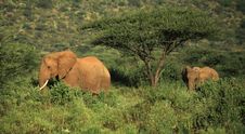 Two Elephants Walking Through The Grass Royalty Free Stock Photos Two Elephants Walking Through The Grass Royalty Free Stock Photos