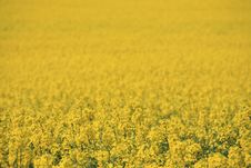 Yellow Field Stock Photography Yellow Field Stock Photography