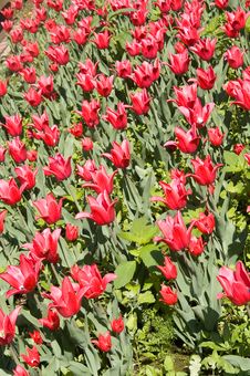 Red Tulip Field Stock Images Red Tulip Field Stock Images