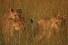 Lions In The Grass Stock Image