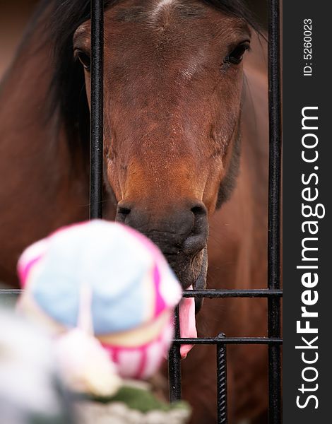 The little girl communicates with a horse. The little girl communicates with a horse.