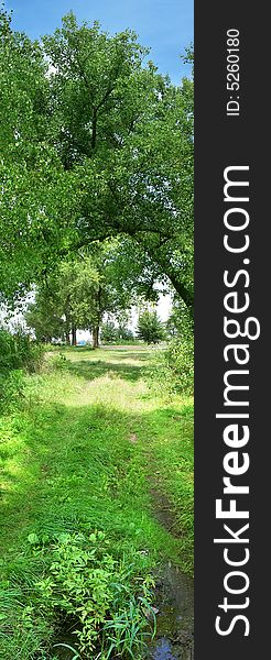 Vertical panorama with road and green trees. Vertical panorama with road and green trees