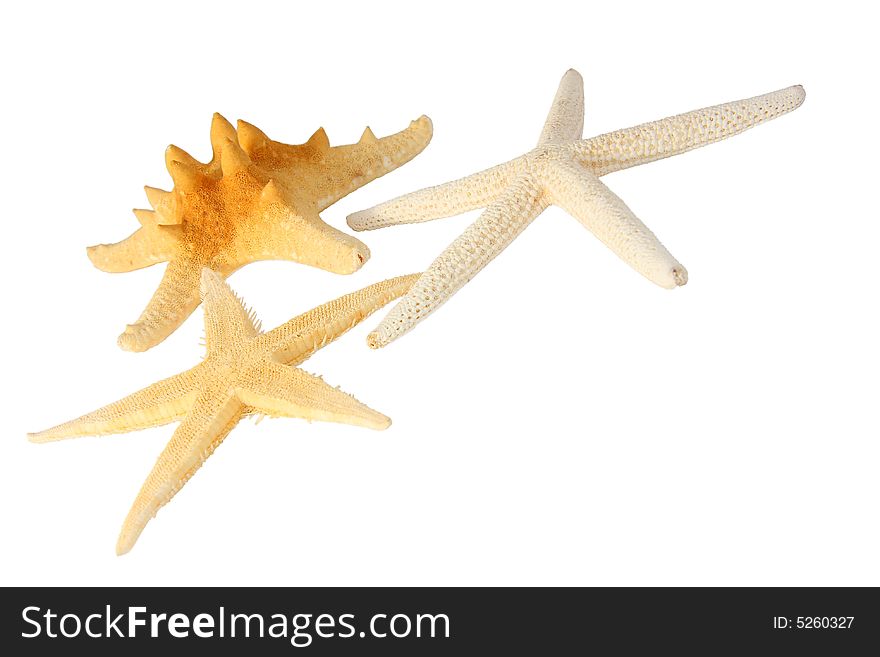 Three different starfishes on a white background. Three different starfishes on a white background