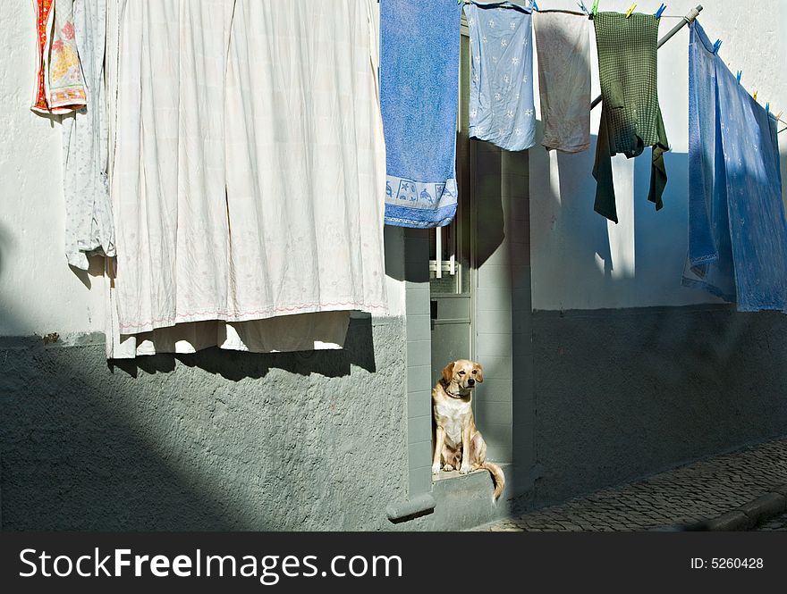 Dog and drying up linen in small city street. Dog and drying up linen in small city street