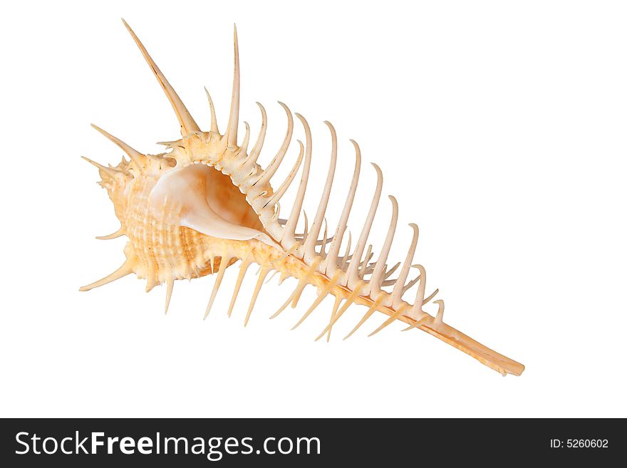Cockleshell with long needles on a white background. Cockleshell with long needles on a white background