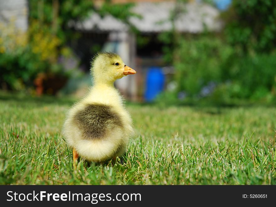 Small duck looking cute