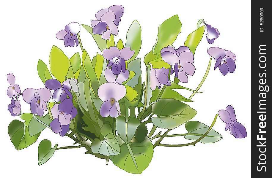 Bouquet of violet on a white background. Bouquet of violet on a white background