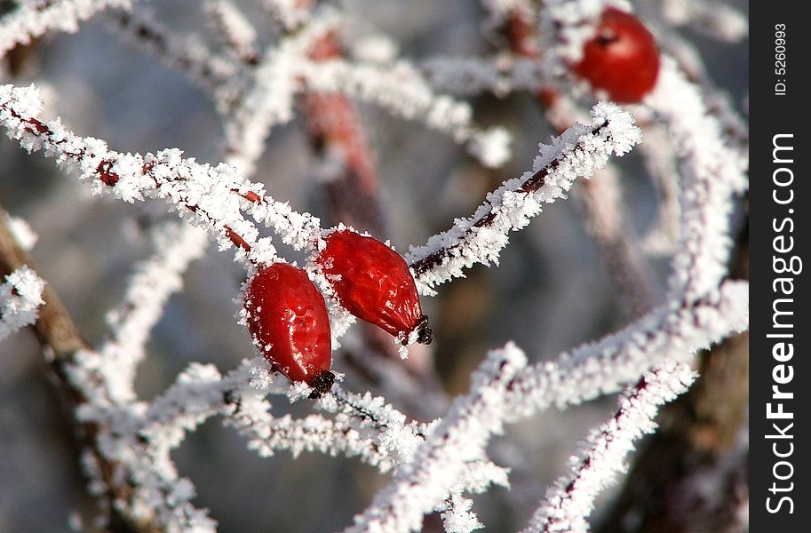 Detail of dog-rose in winter