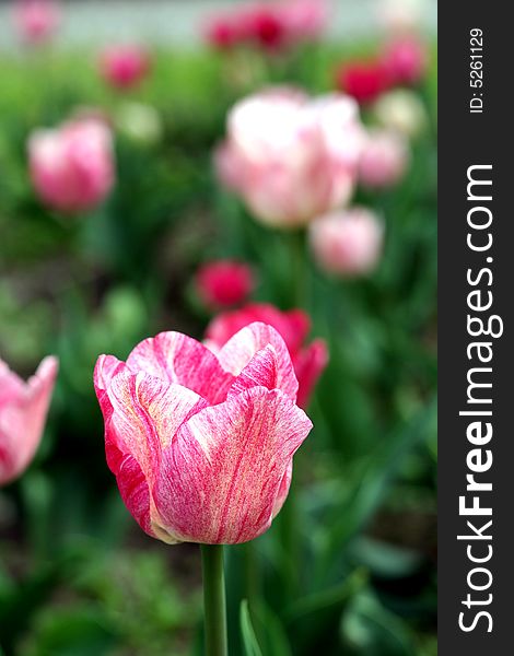 Decorative bulbs flower in spring time. Decorative bulbs flower in spring time