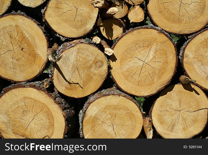 Wooden background texture cut tree