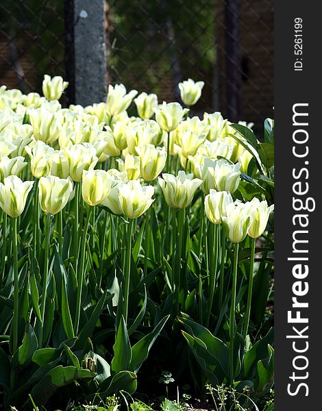 Decorative bulbs flower in spring time. Decorative bulbs flower in spring time