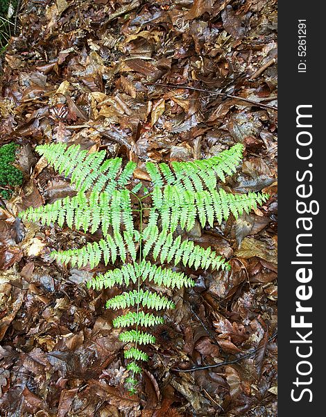 Green fern over a bed of brown dry leaves.