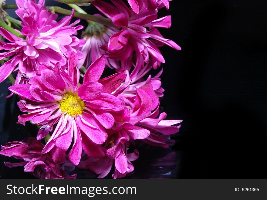 Daises on a black surface. Daises on a black surface