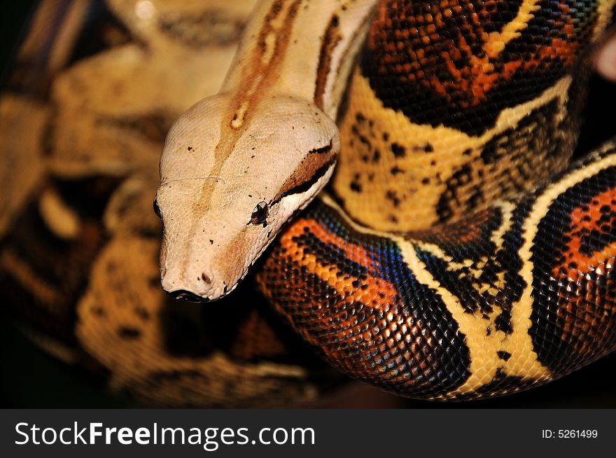 Red Tailed Boa Constrictor Out for a Stroll