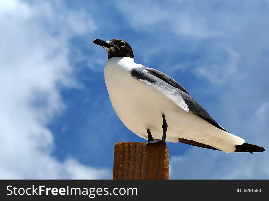 Close up of the seagull with clouds in a background on Grand Bahama Island. Close up of the seagull with clouds in a background on Grand Bahama Island.