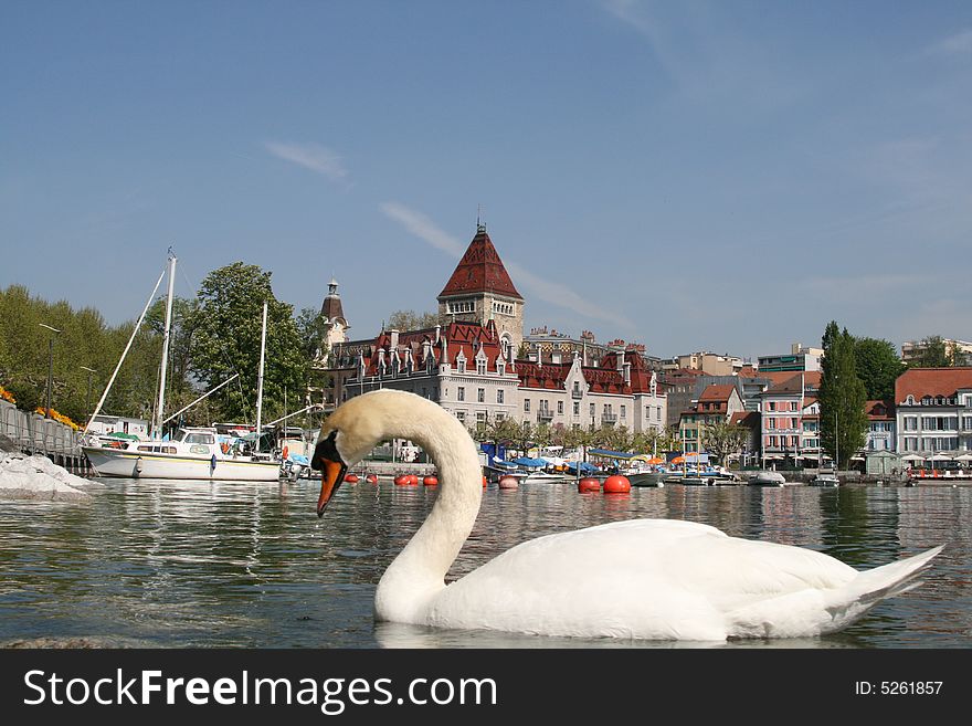 Swan In Front Of Ouchy Castle, Switzerland