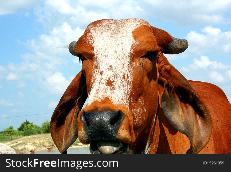 Indian cow in a blue sky