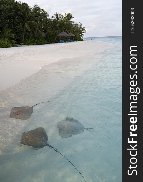 Stingray on the beach of vabbin faru island, maldives.