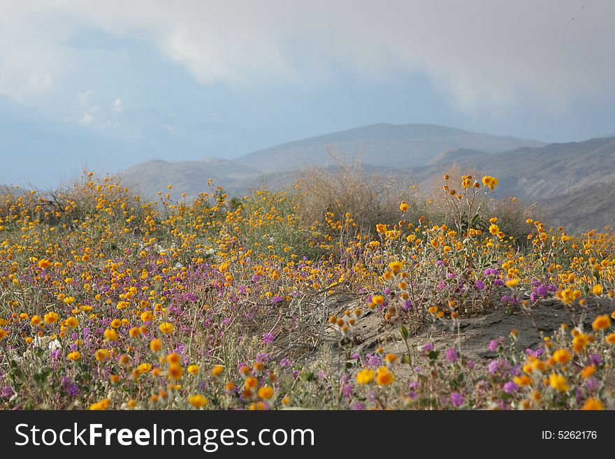 Wildflower flower mountain desert sky cloud spring yellow purple