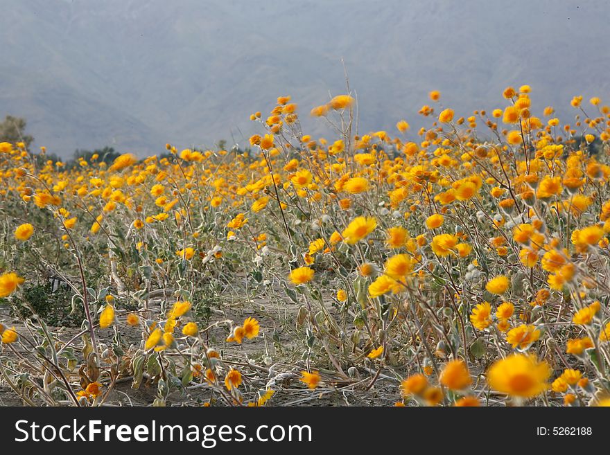 Wildflower flower mountain desert sky cloud spring yellow purple wind