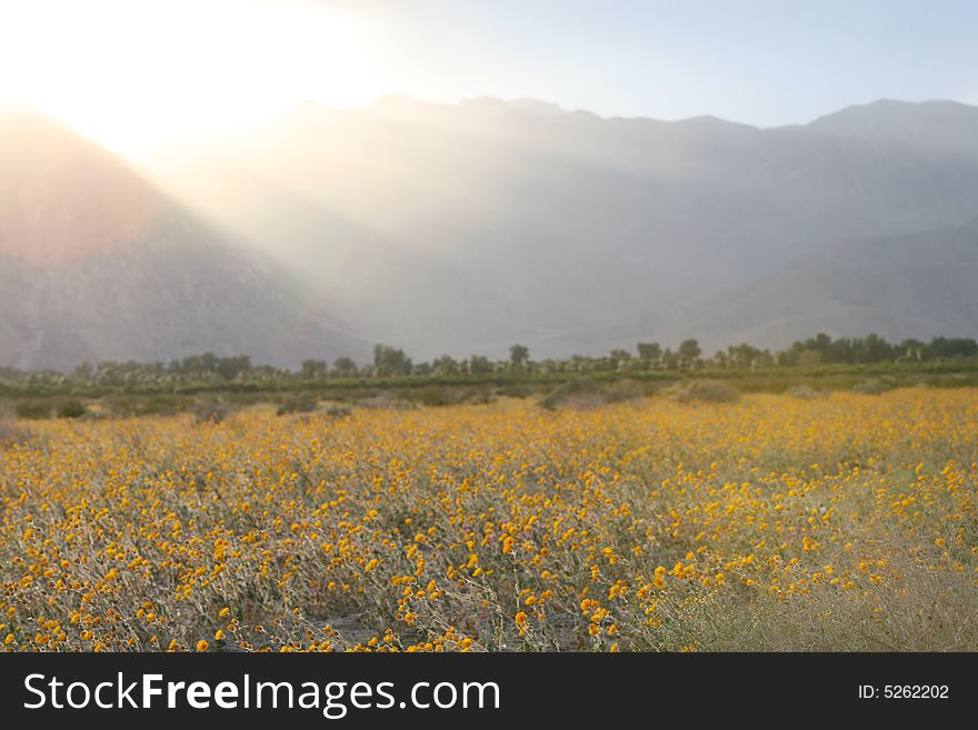 Wildflower flower mountain desert sky cloud spring yellow purple wind sunset
bird