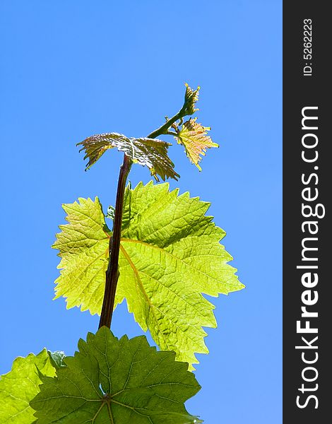 Green grape leaves on bright blue sky background