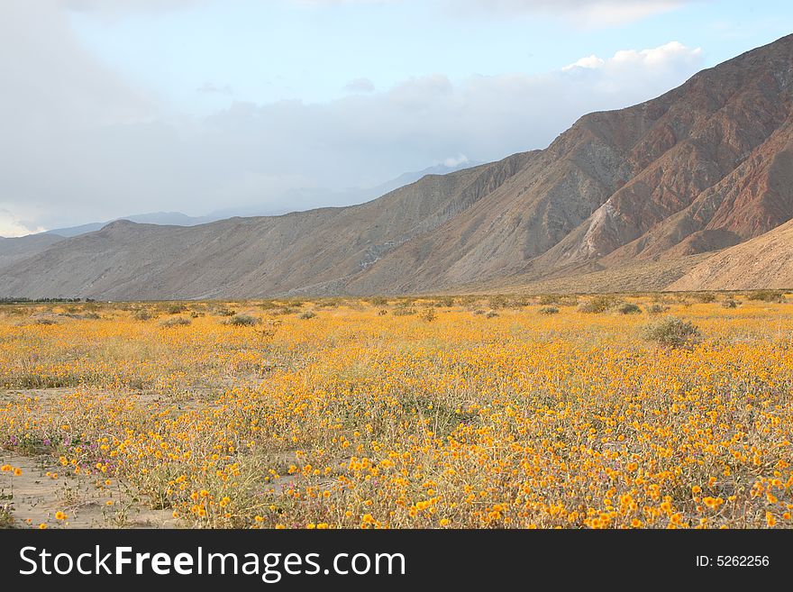 Wildflower flower mountain desert sky cloud spring yellow purple wind sunset
bird