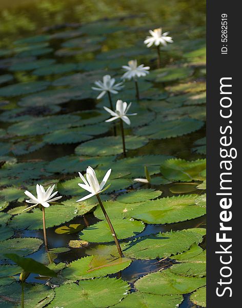 A row of white water lilies growing in a pond. A row of white water lilies growing in a pond