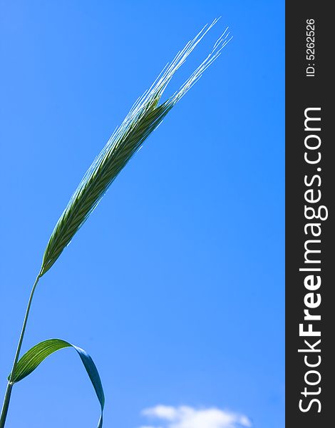 Green wheat ears close up at spring 
on bright blue sky background