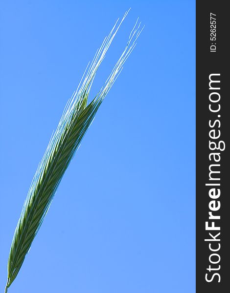 Green wheat ears close up at spring 
on bright blue sky background