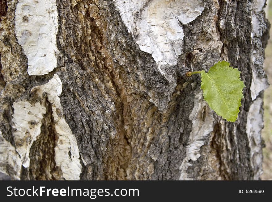 Small green sheet on a trunk of the large tree. Small green sheet on a trunk of the large tree.