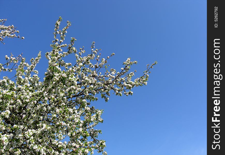 Blossomong apple tree in spring. Blossomong apple tree in spring