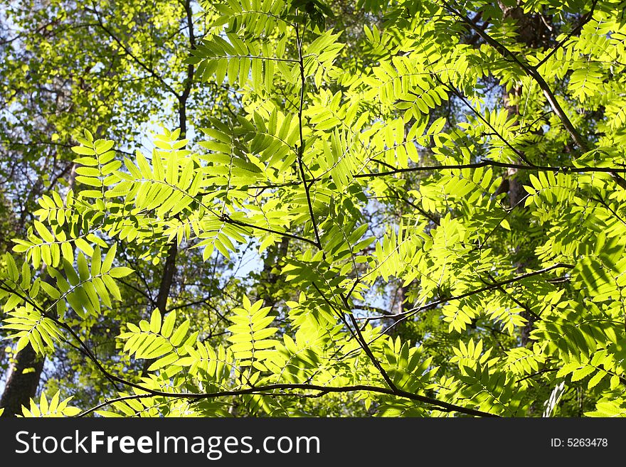 Fine background of Spring, young green leave. Fine background of Spring, young green leave