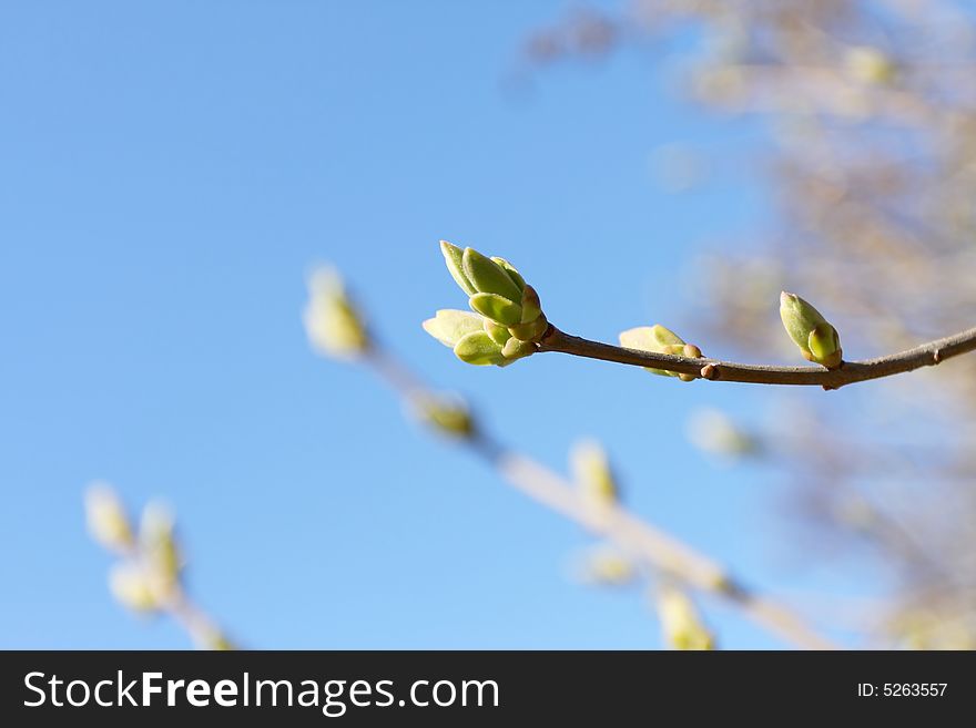 Spring, Young Green Leaves