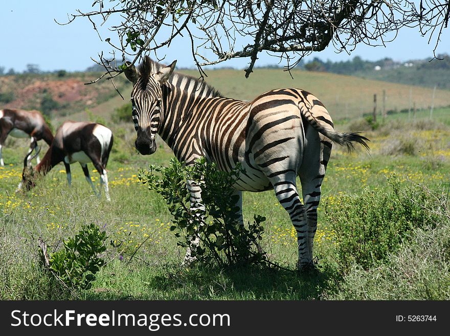 Zebra under a tree with Bontebok in the background