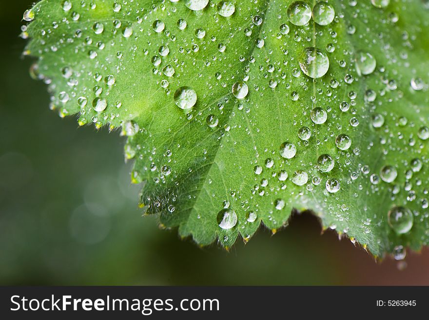 Macro Of Leafs With Drops