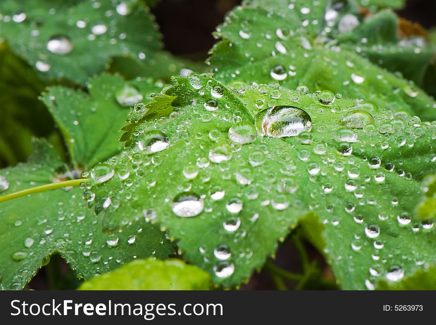 Macro image of green leafs with drops of water. Macro image of green leafs with drops of water